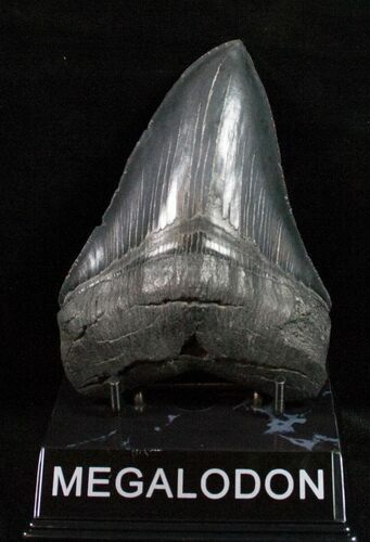 Black Fossil Megalodon Tooth #12004